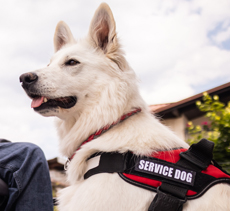 Service Animals